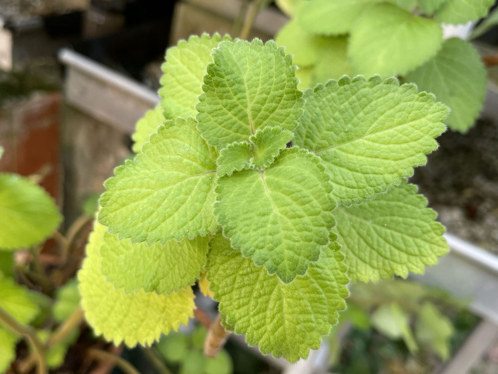 Coleus hadiensis