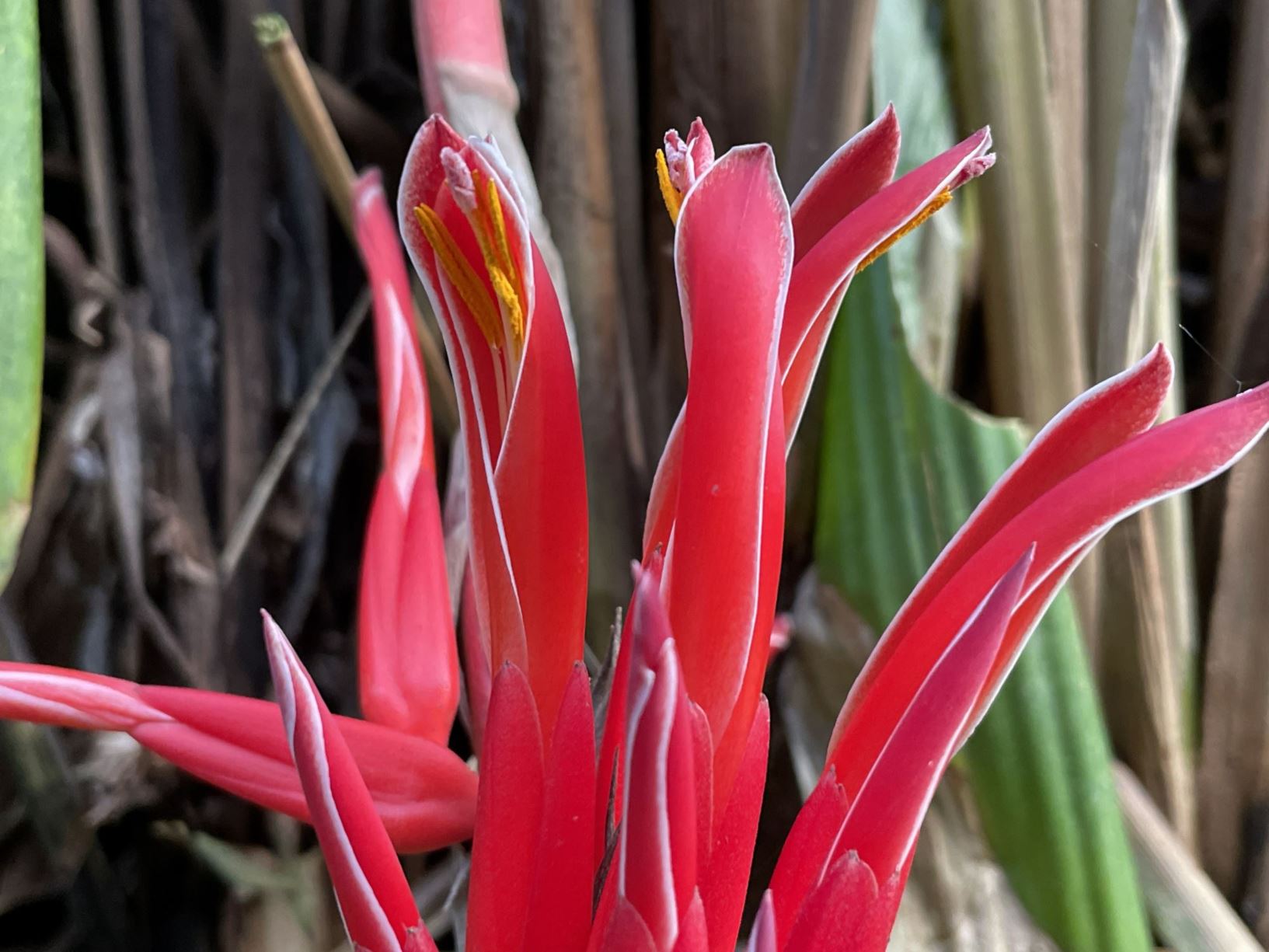Pitcairnia corallina