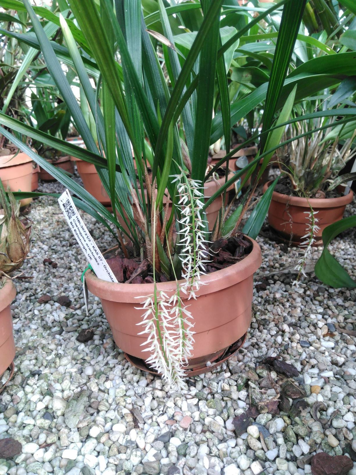Coelogyne arachnites