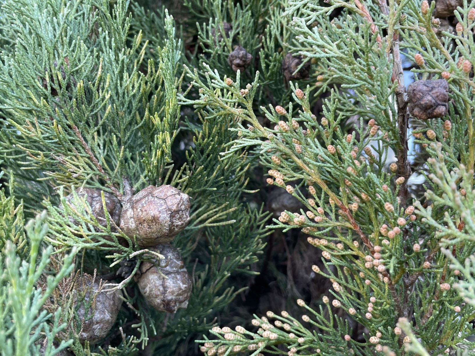 Cupressus sempervirens