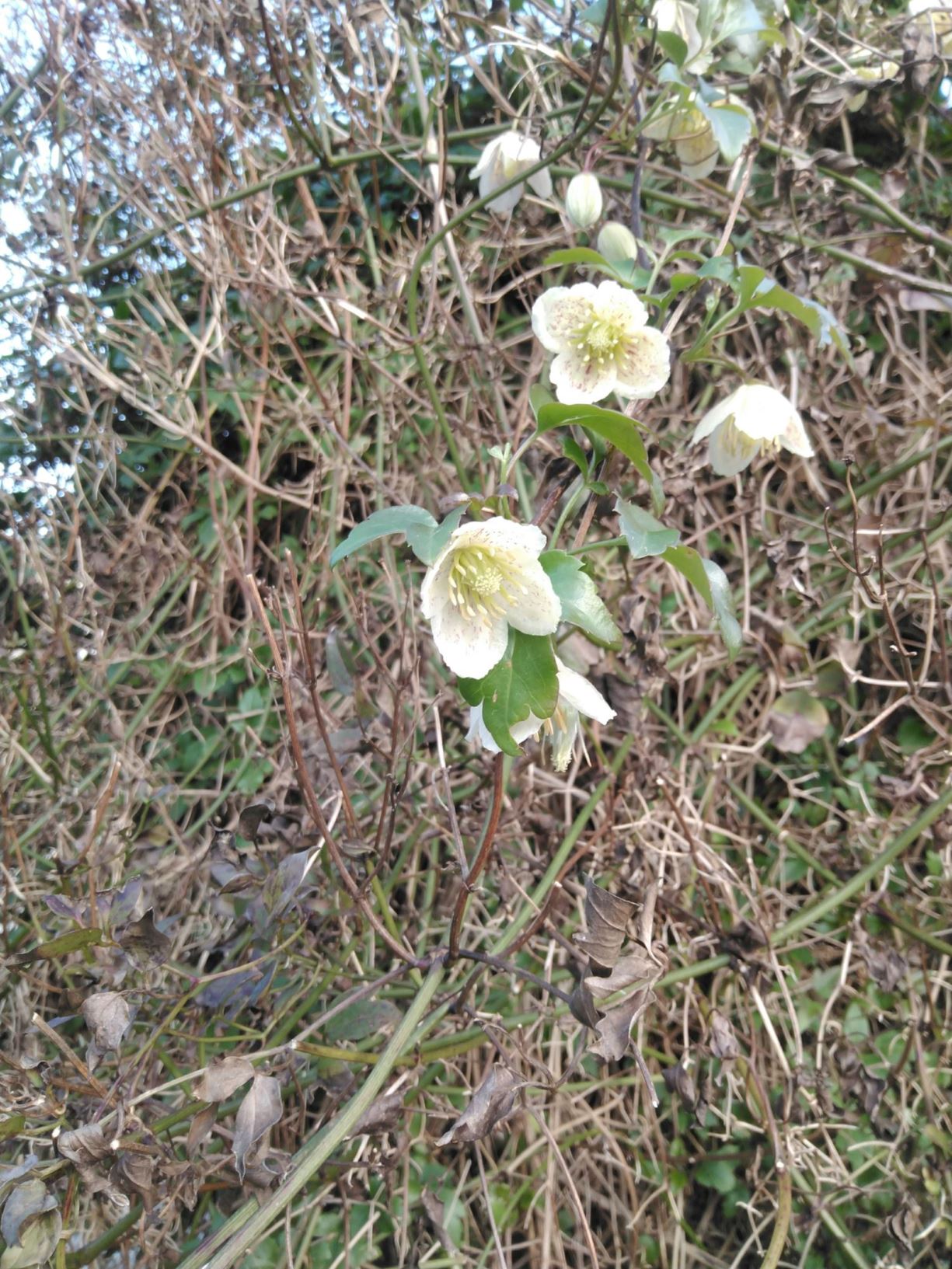 Clematis cirrhosa