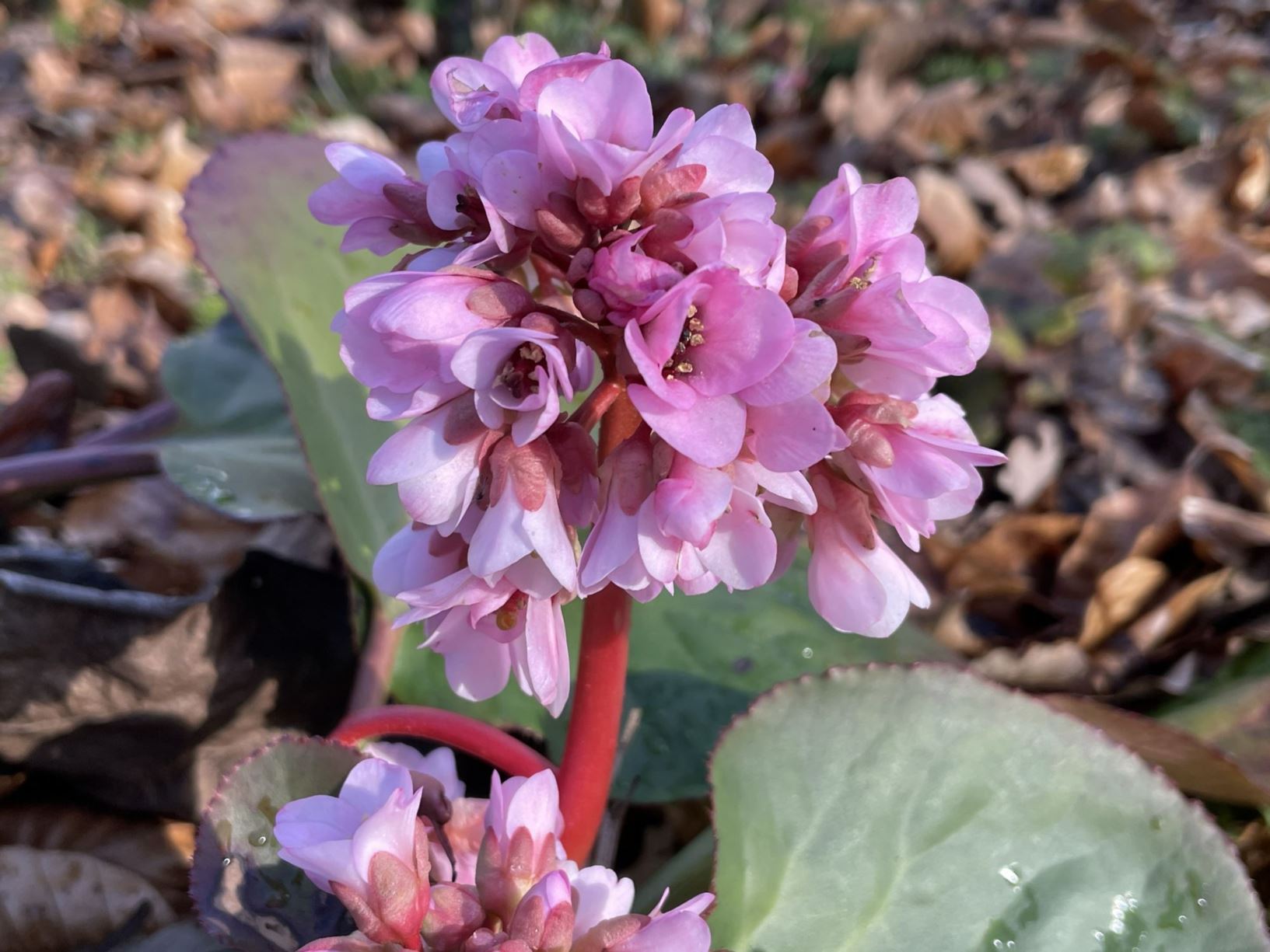 Bergenia pacumbis