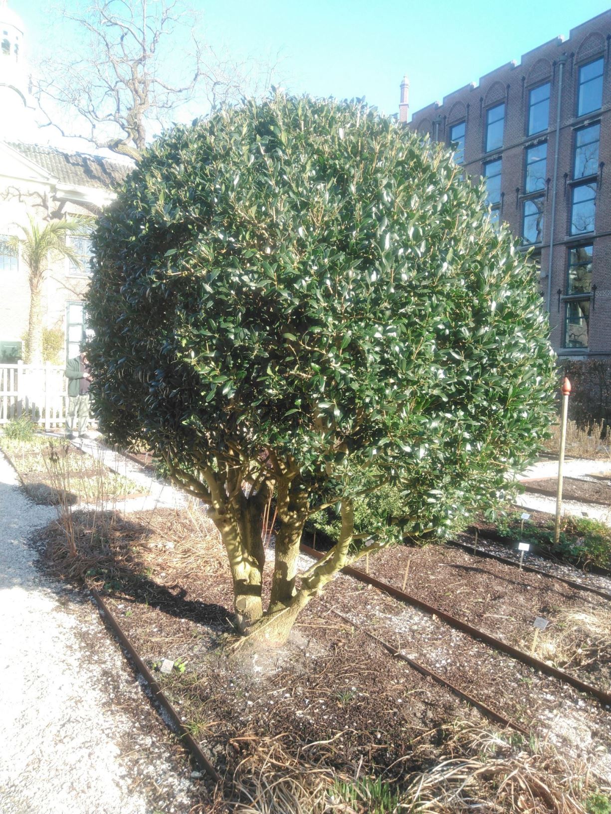 Phillyrea latifolia