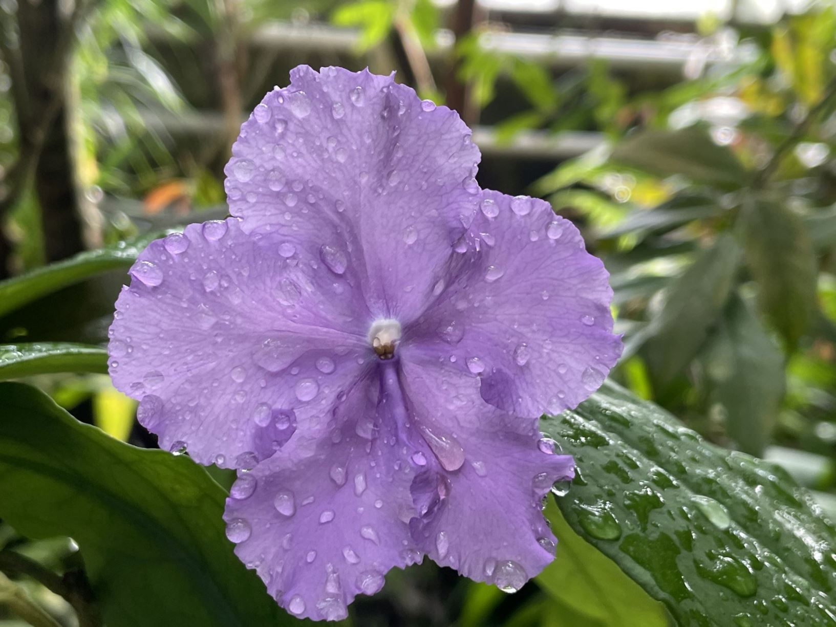 Brunfelsia australis