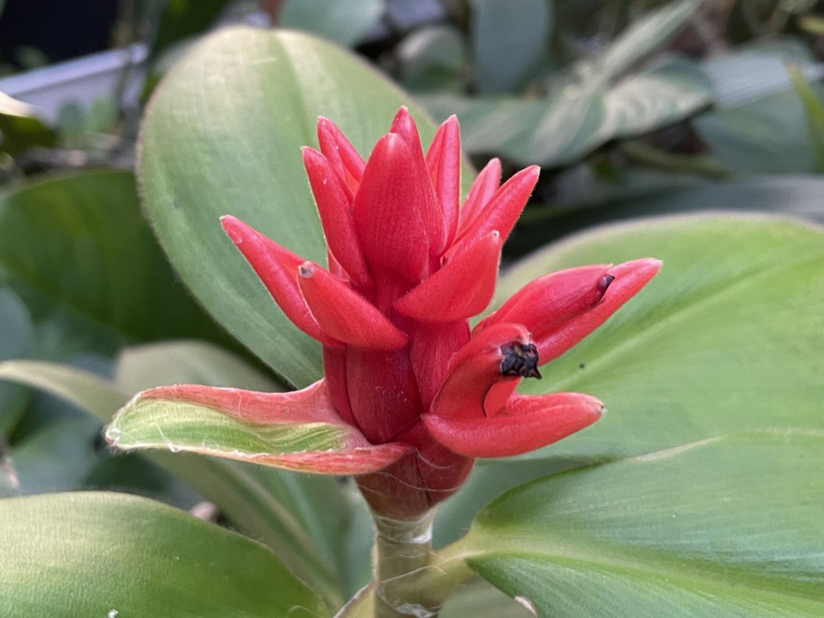 Costus osae