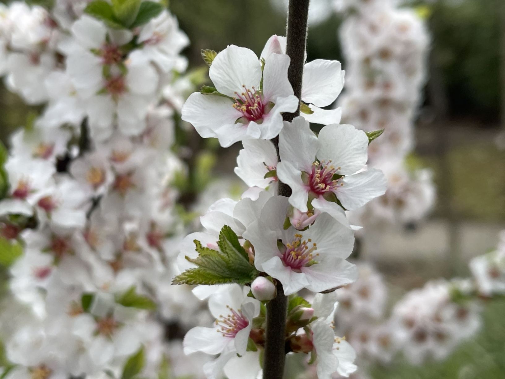 Prunus tomentosa