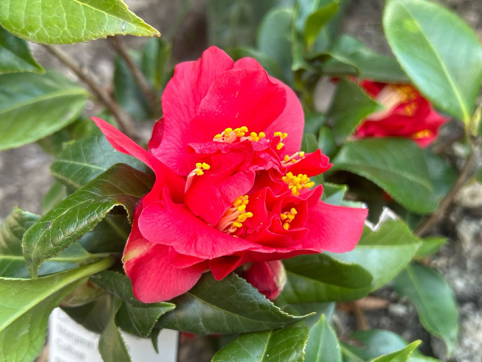 Camellia japonica 'Margaret Wells'