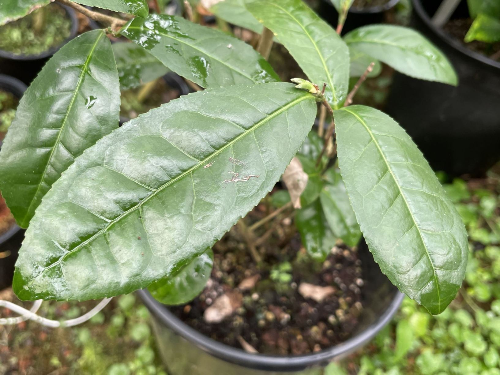 Camellia taliensis