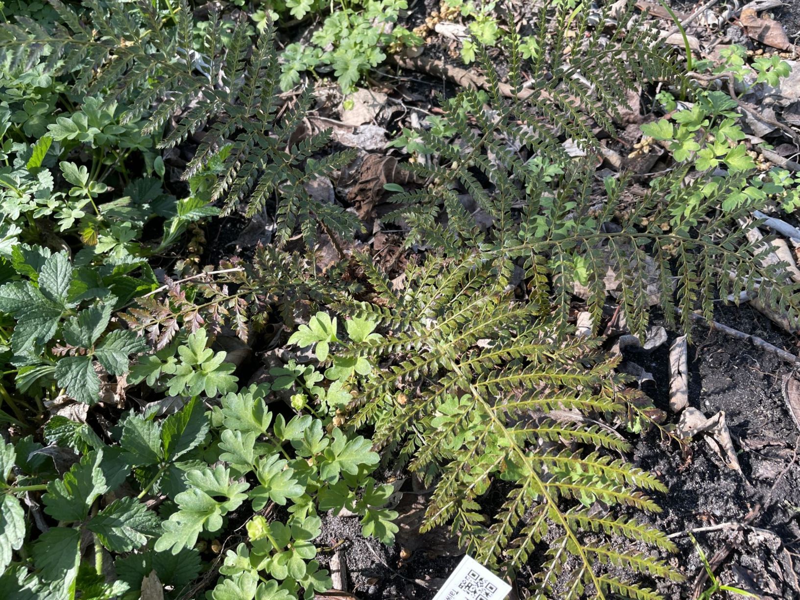Polystichum parvipinnulum