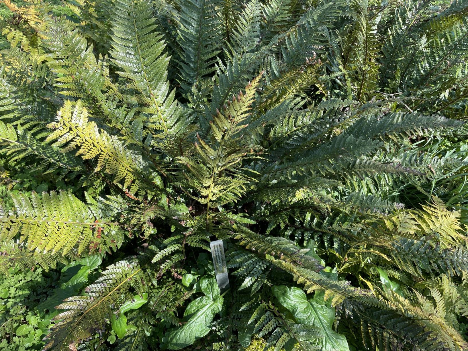 Polystichum squarrosum