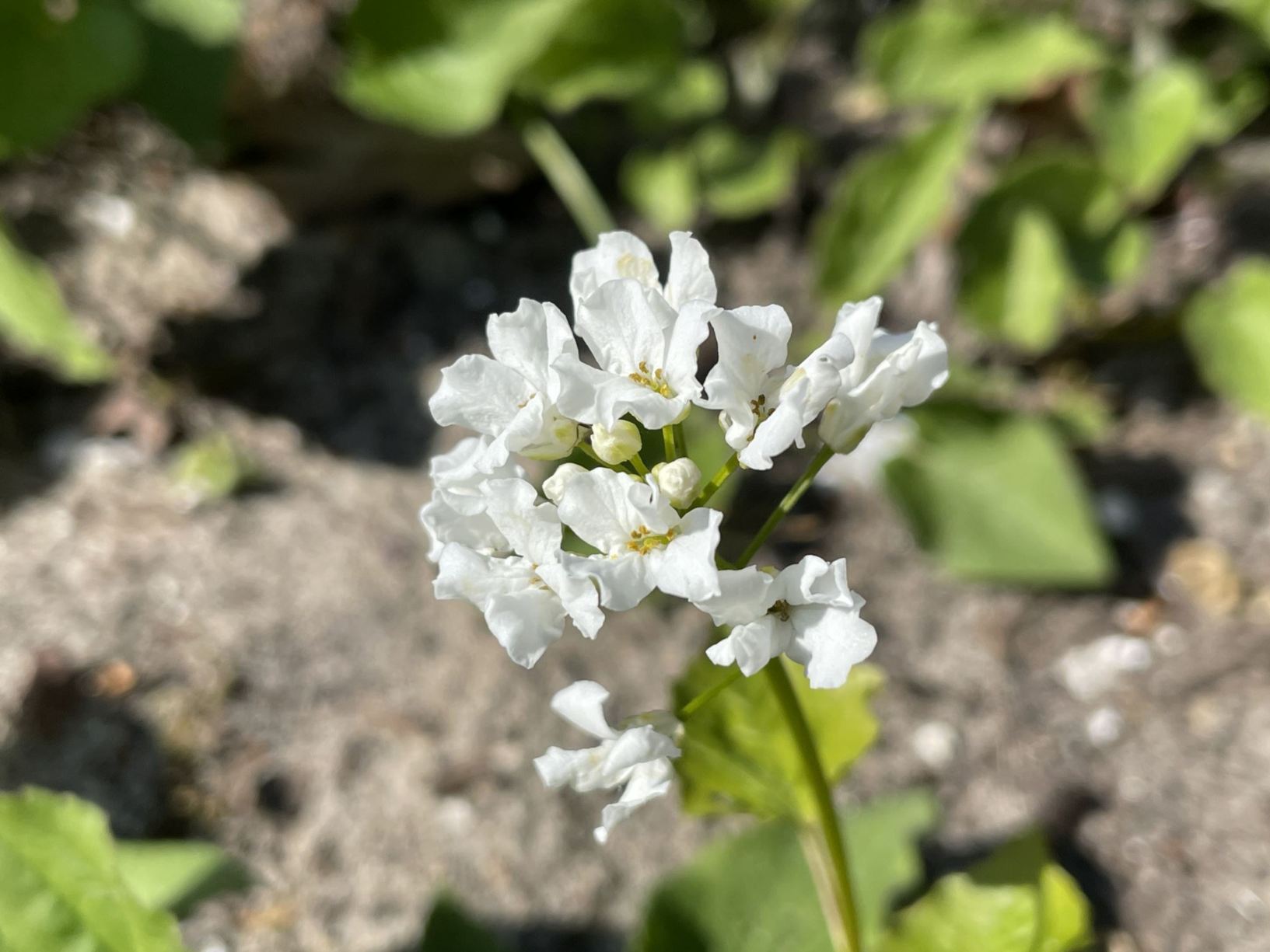 Pachyphragma macrophyllum