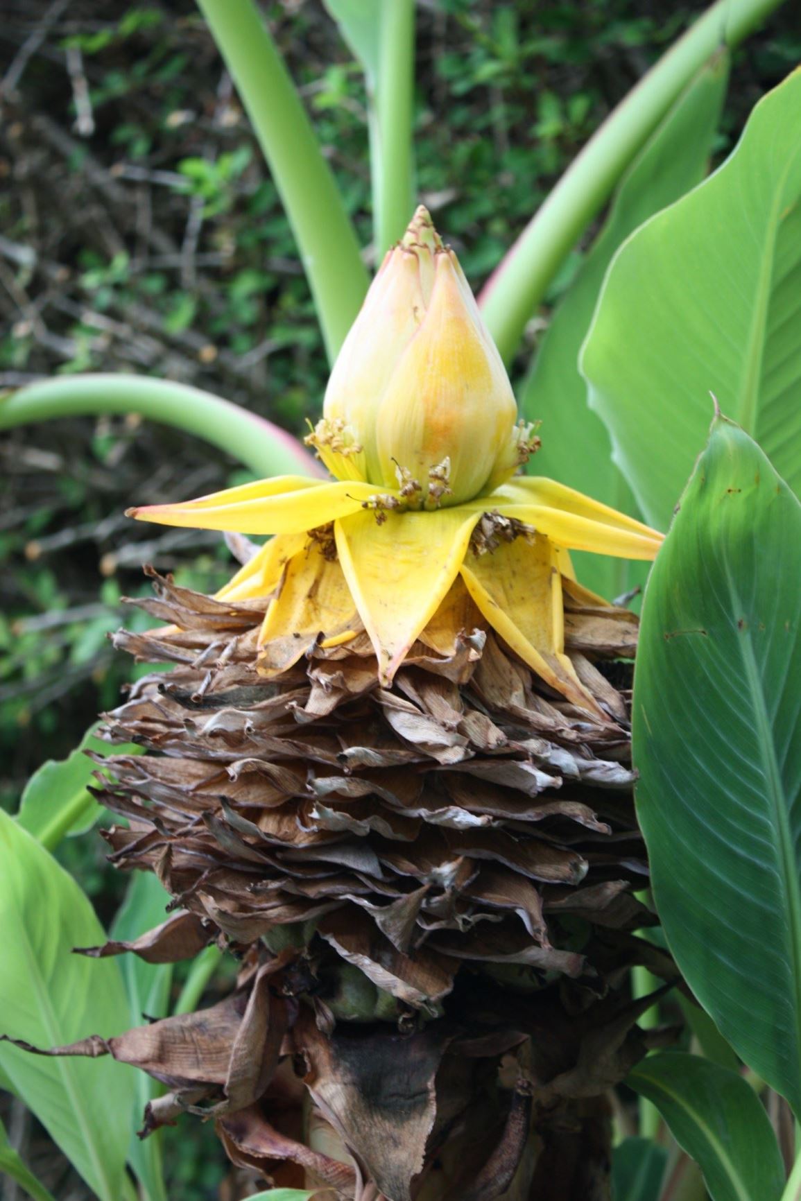 Musella lasiocarpa | Hortus Botanicus Leiden, Netherlands