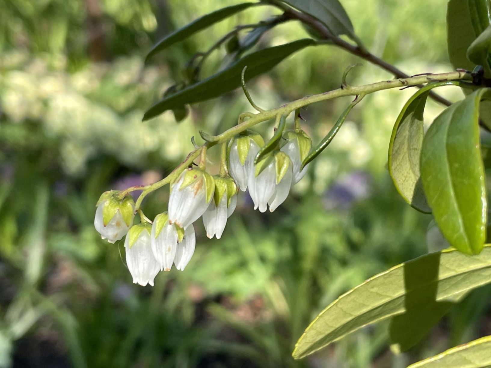 Pieris phillyreifolia