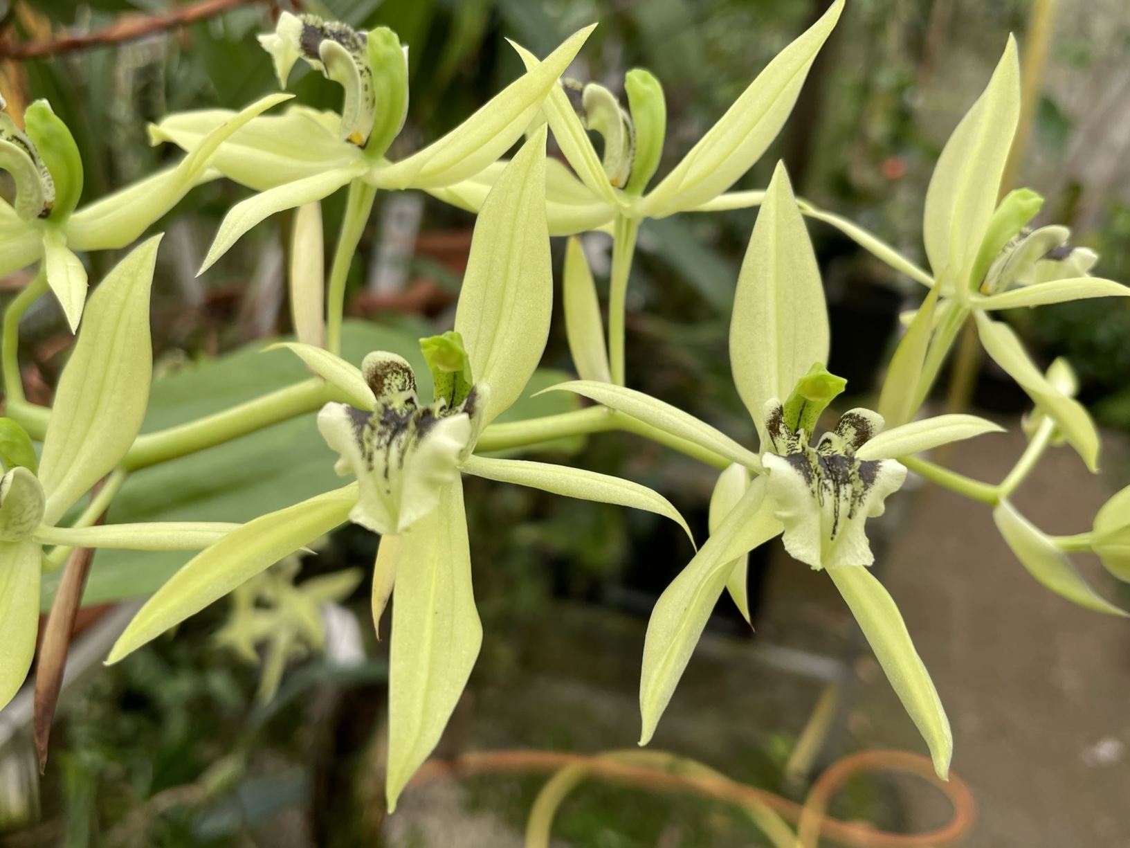 Coelogyne brachyptera