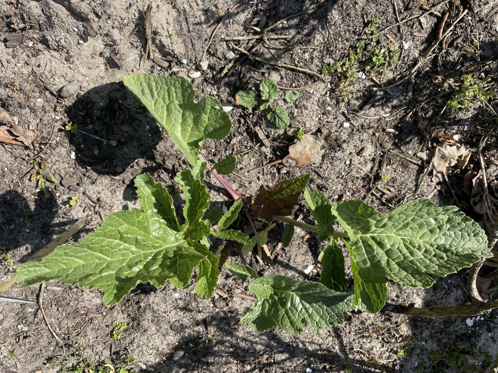 Crambe orientalis
