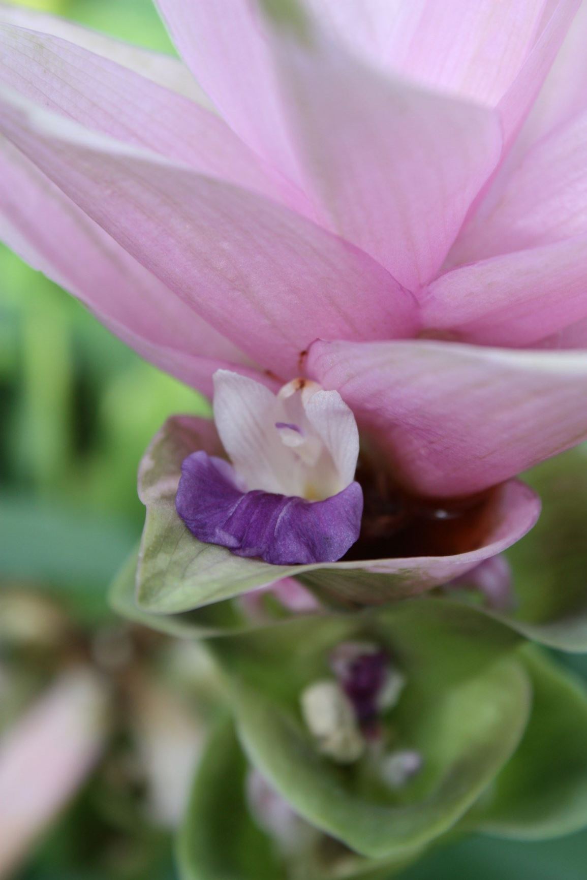 Curcuma spec.