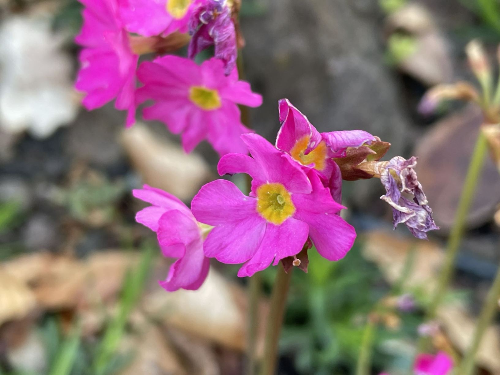 Primula rosea
