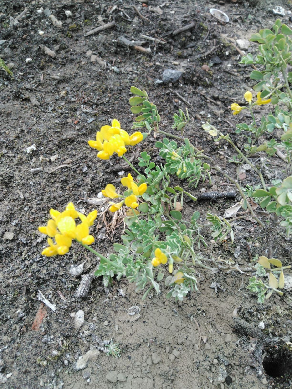 Coronilla valentina