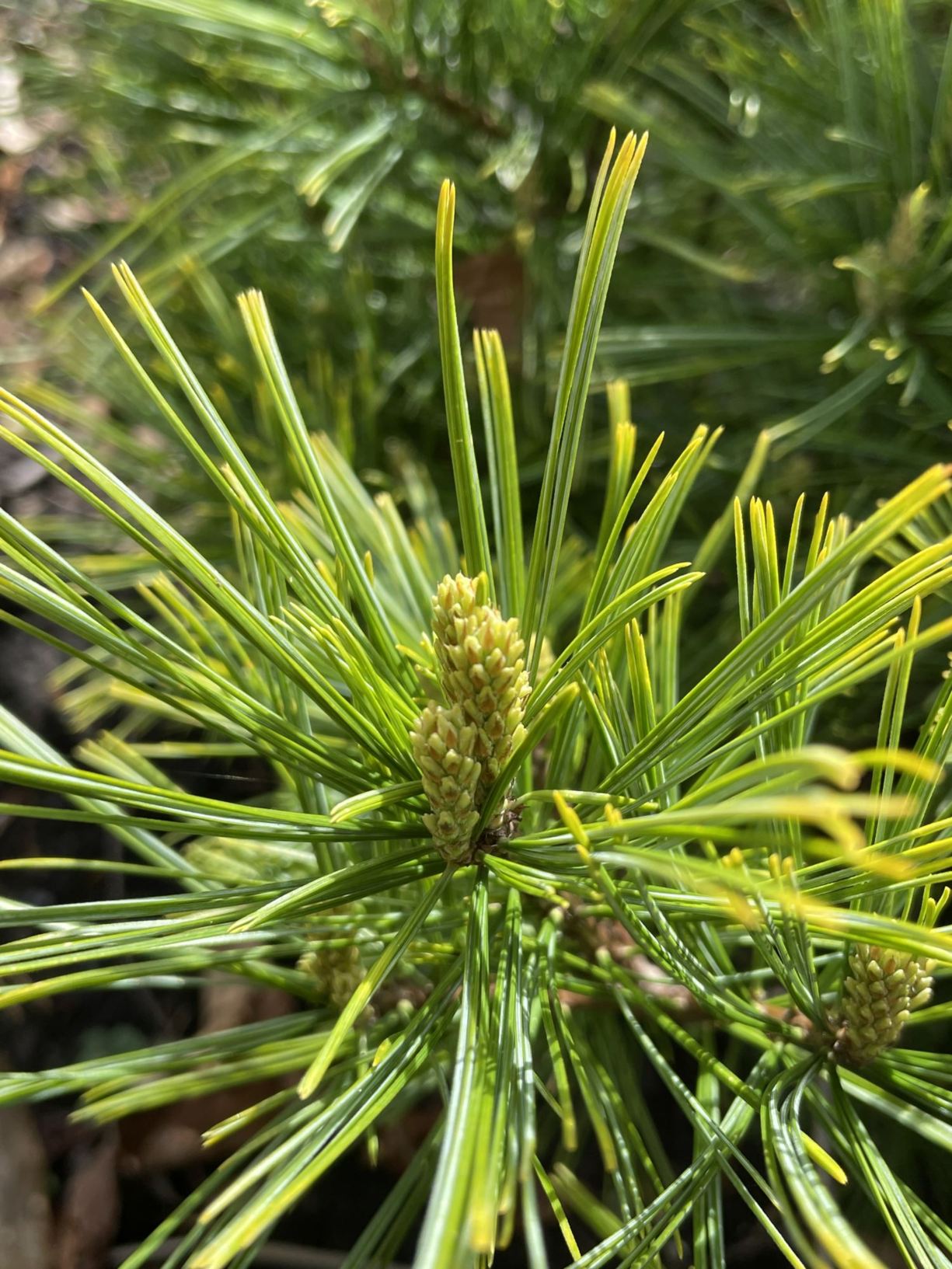 Pinus strobus 'Minuta'