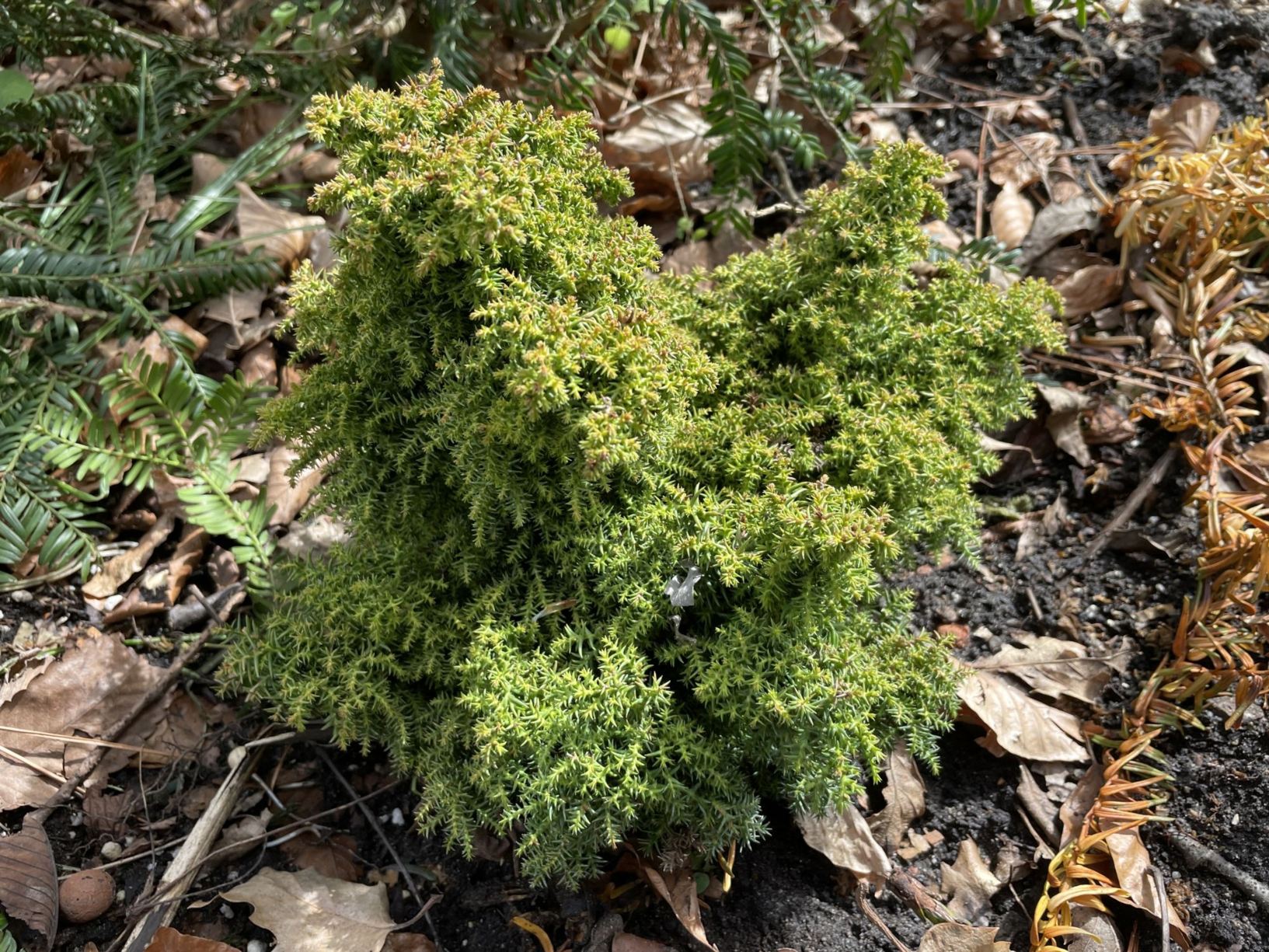 Cryptomeria japonica 'Yokohama'