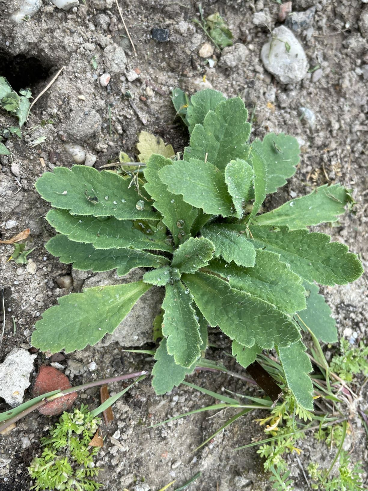 Papaver atlanticum