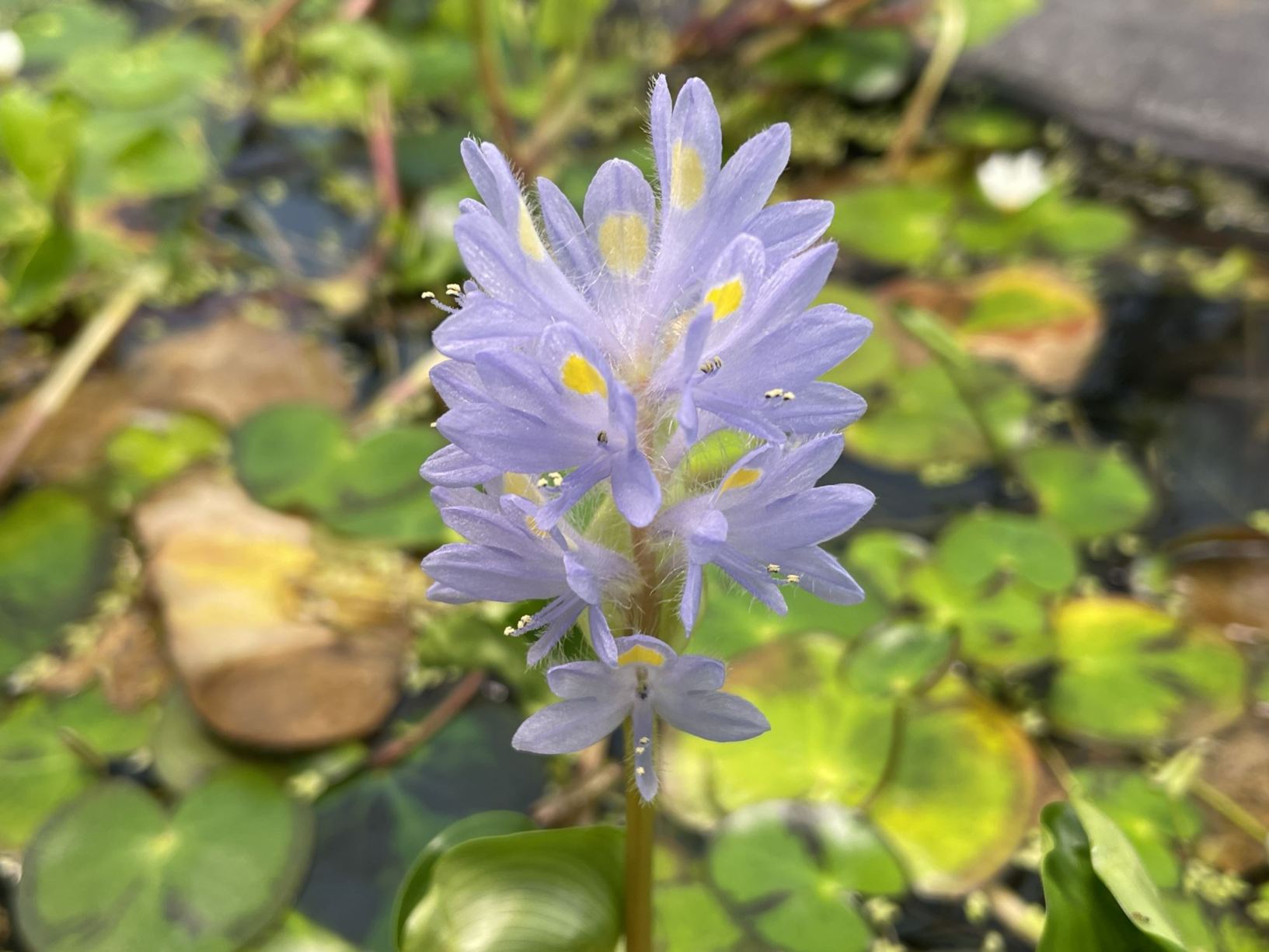 Pontederia rotundifolia
