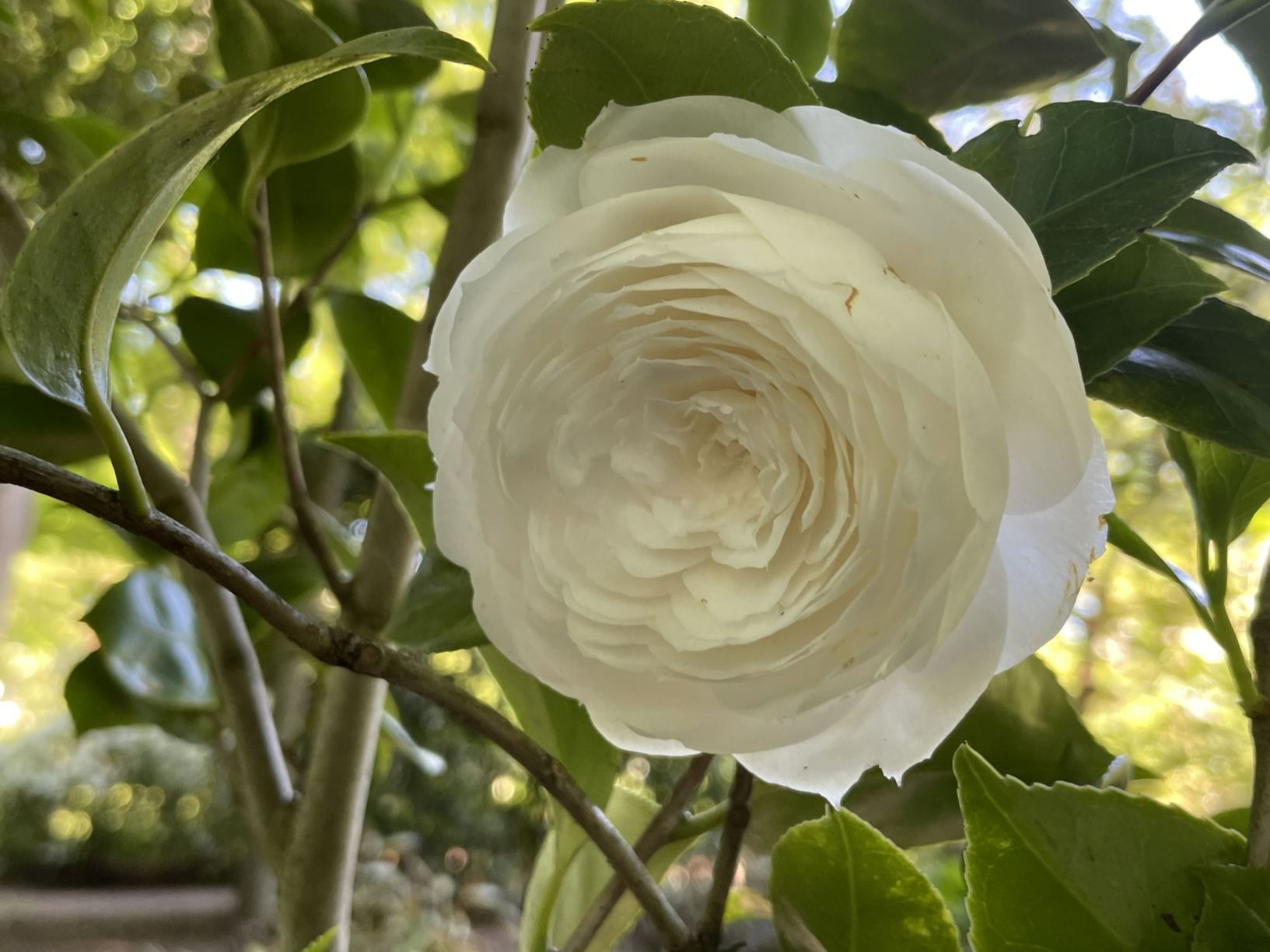 Camellia japonica 'Candidissima'