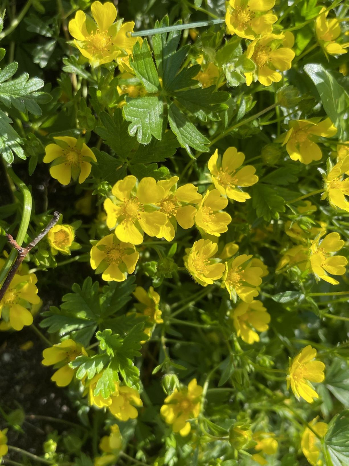 Potentilla neumanniana