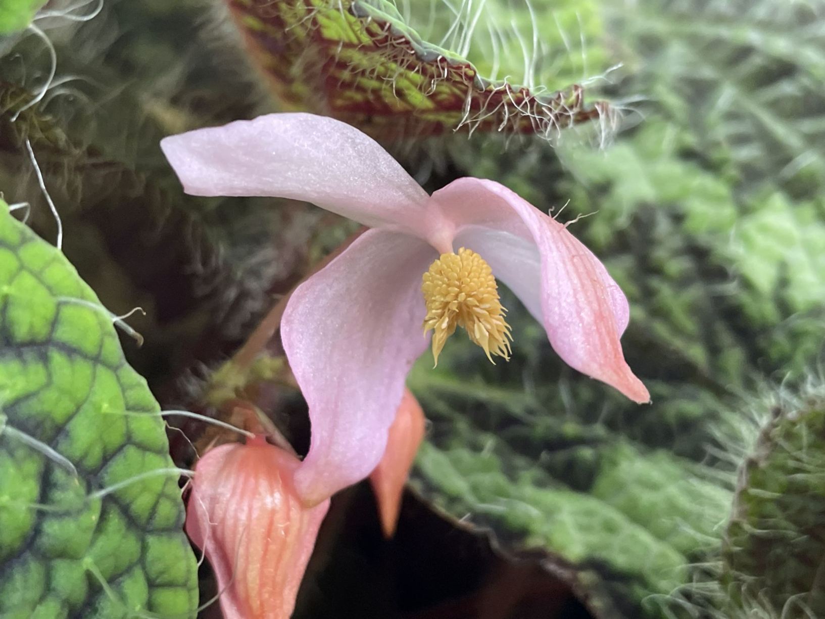Begonia longiciliata