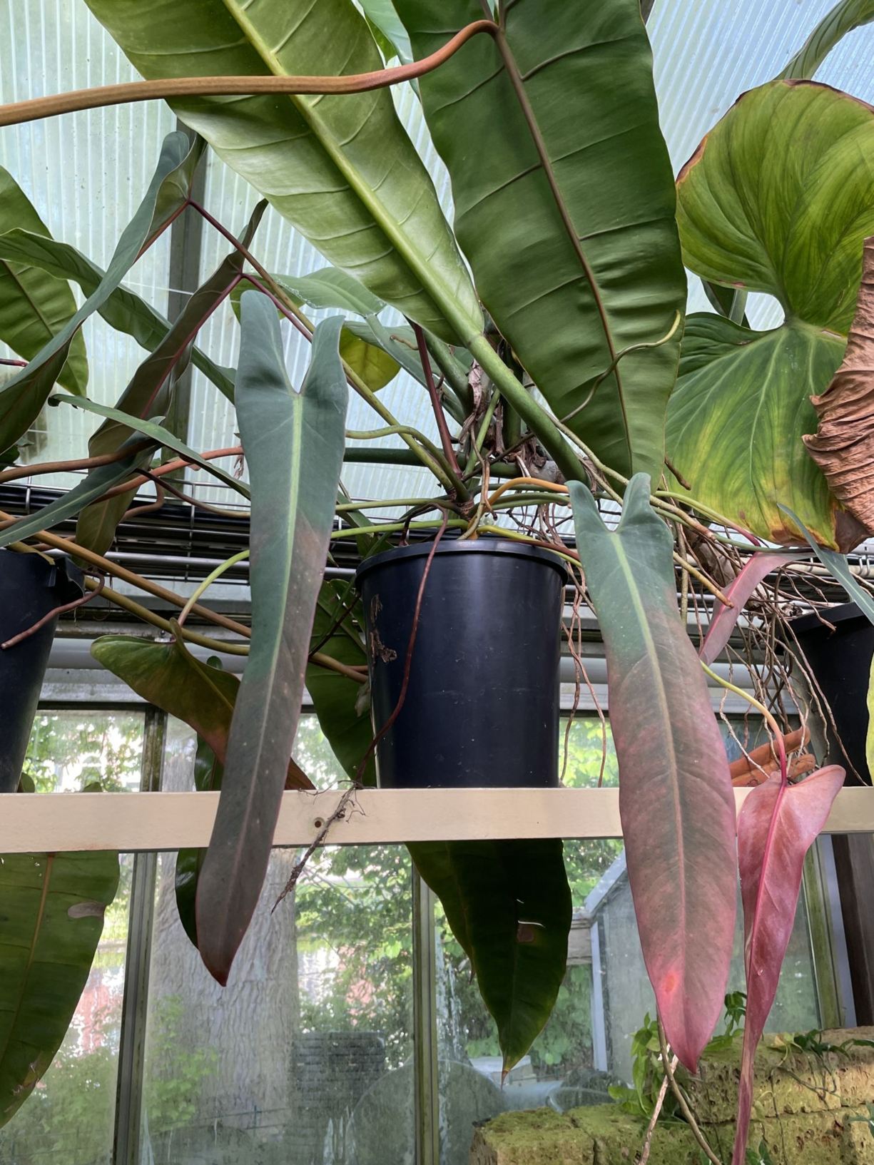 Philodendron spiritus-sancti