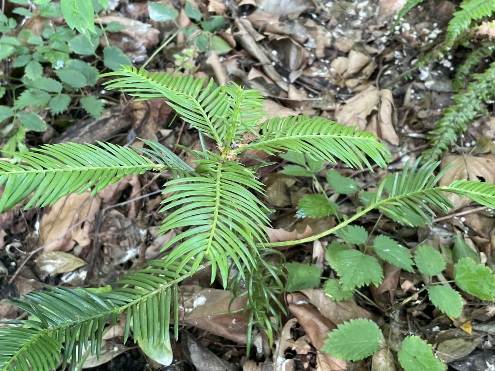Cephalotaxus fortunei