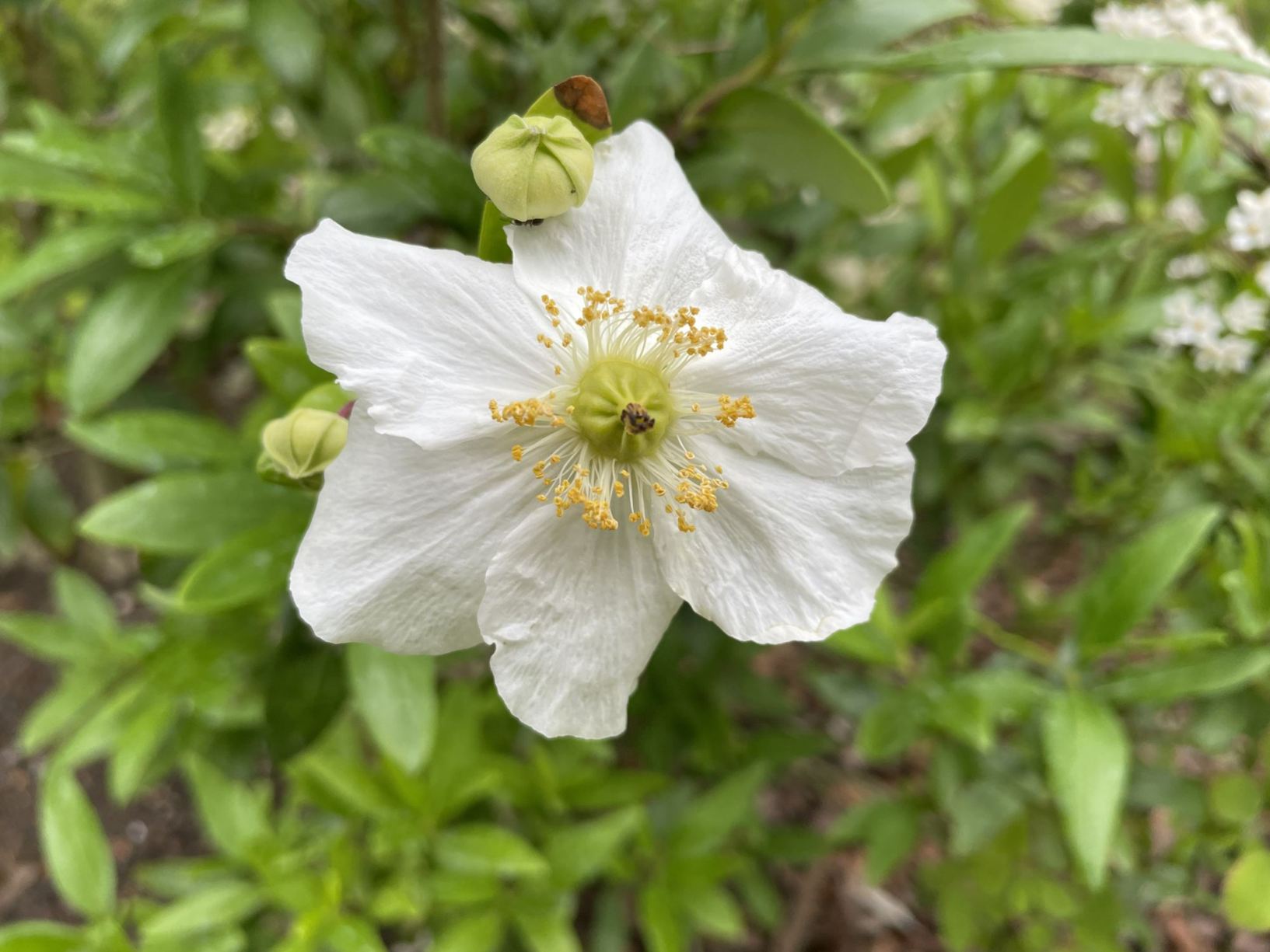 Carpenteria californica
