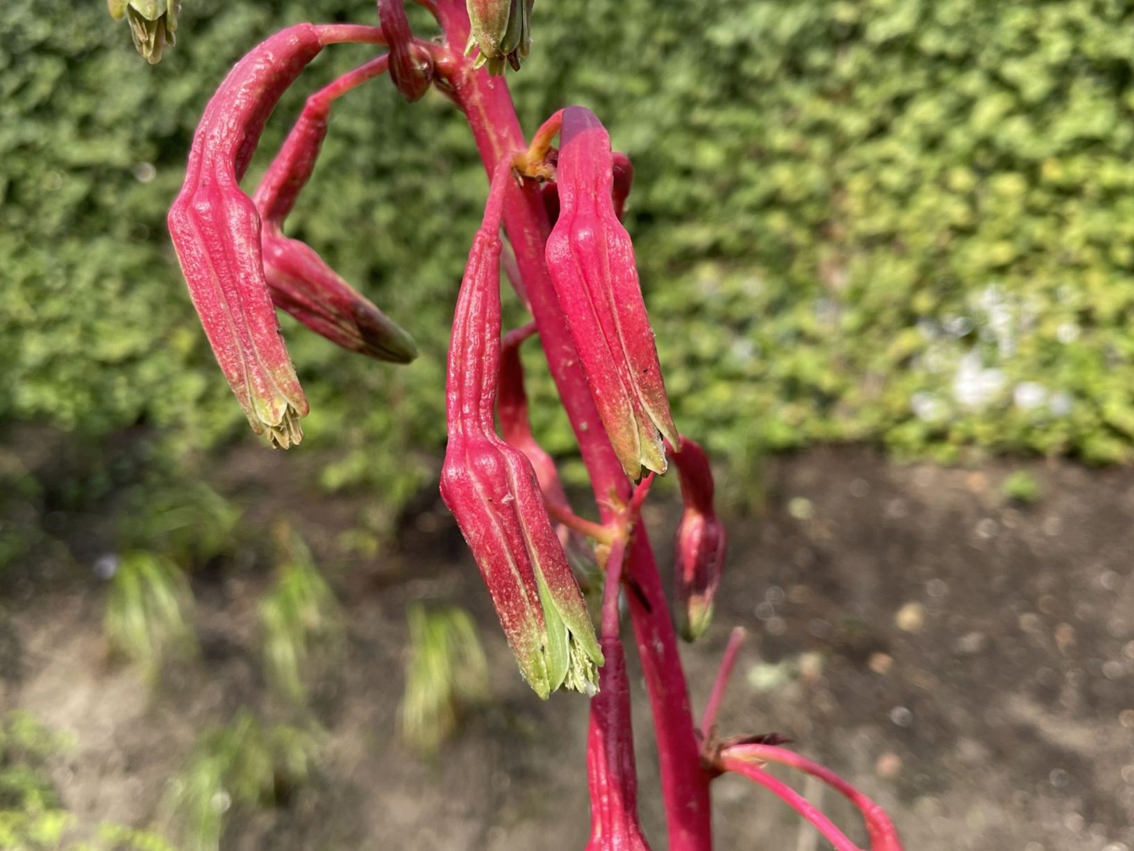 Beschorneria septentrionalis