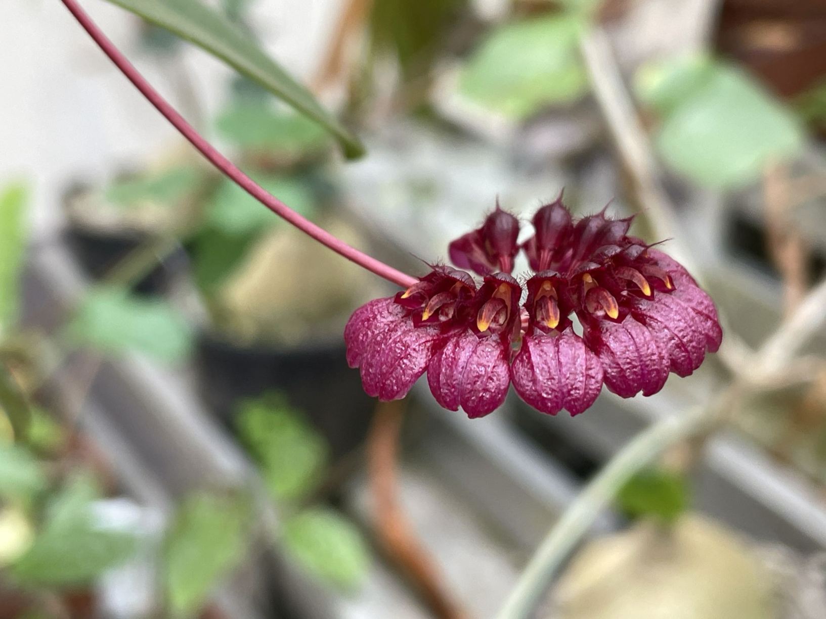 Bulbophyllum corolliferum