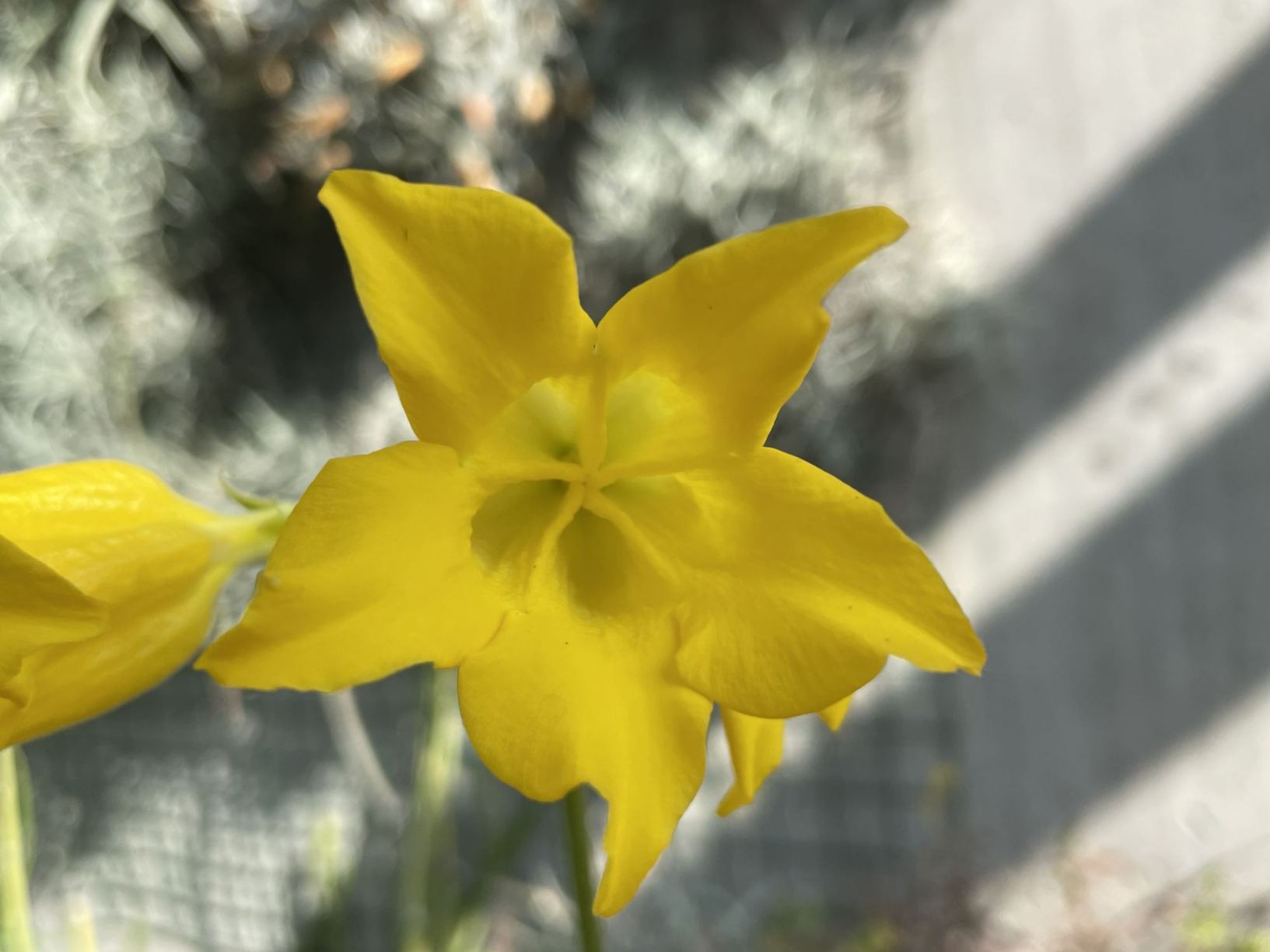 Pachypodium horombense