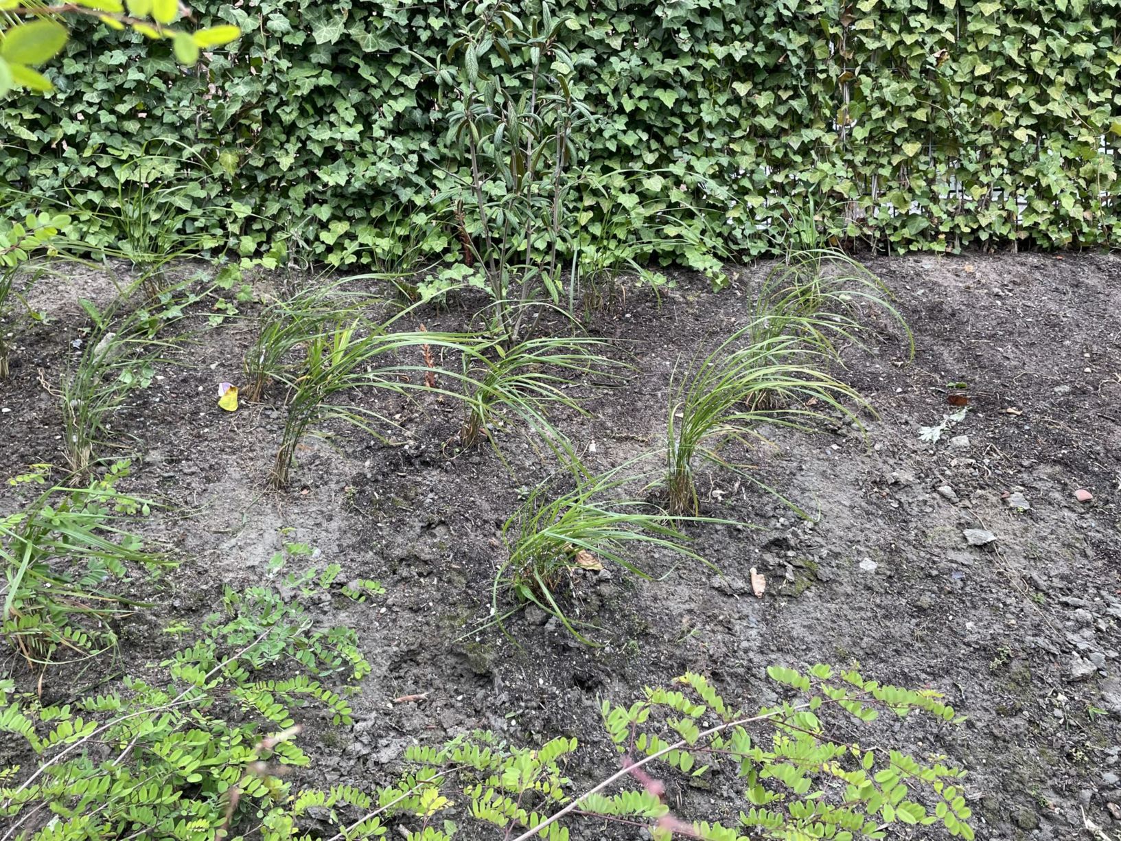 Calamagrostis effusiflora