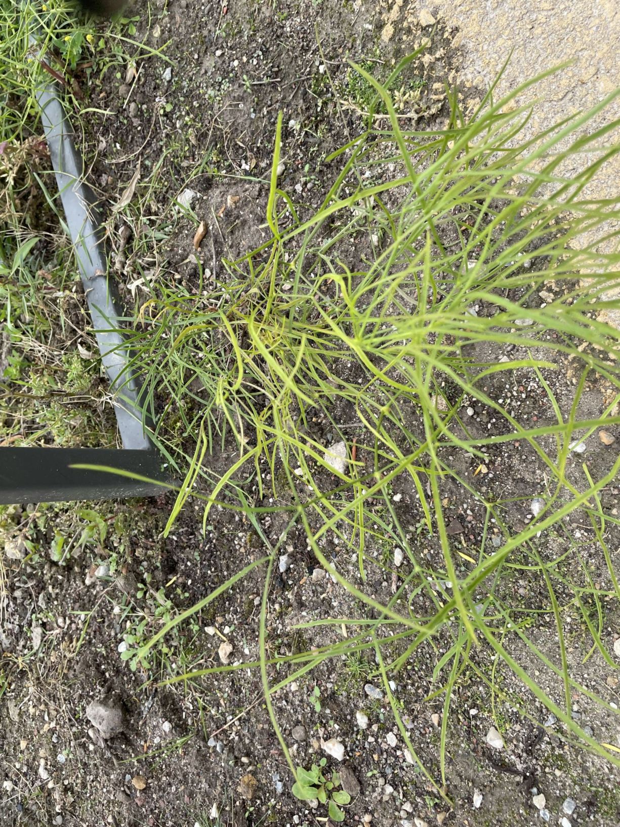Peucedanum officinale
