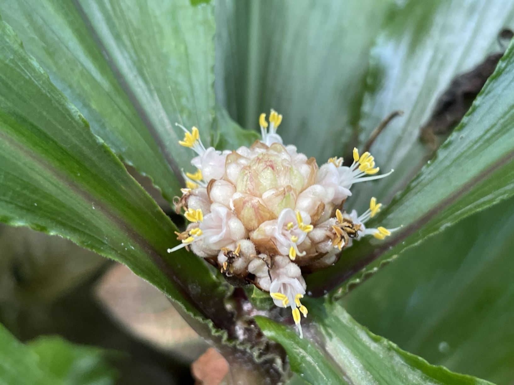 Pollia condensata
