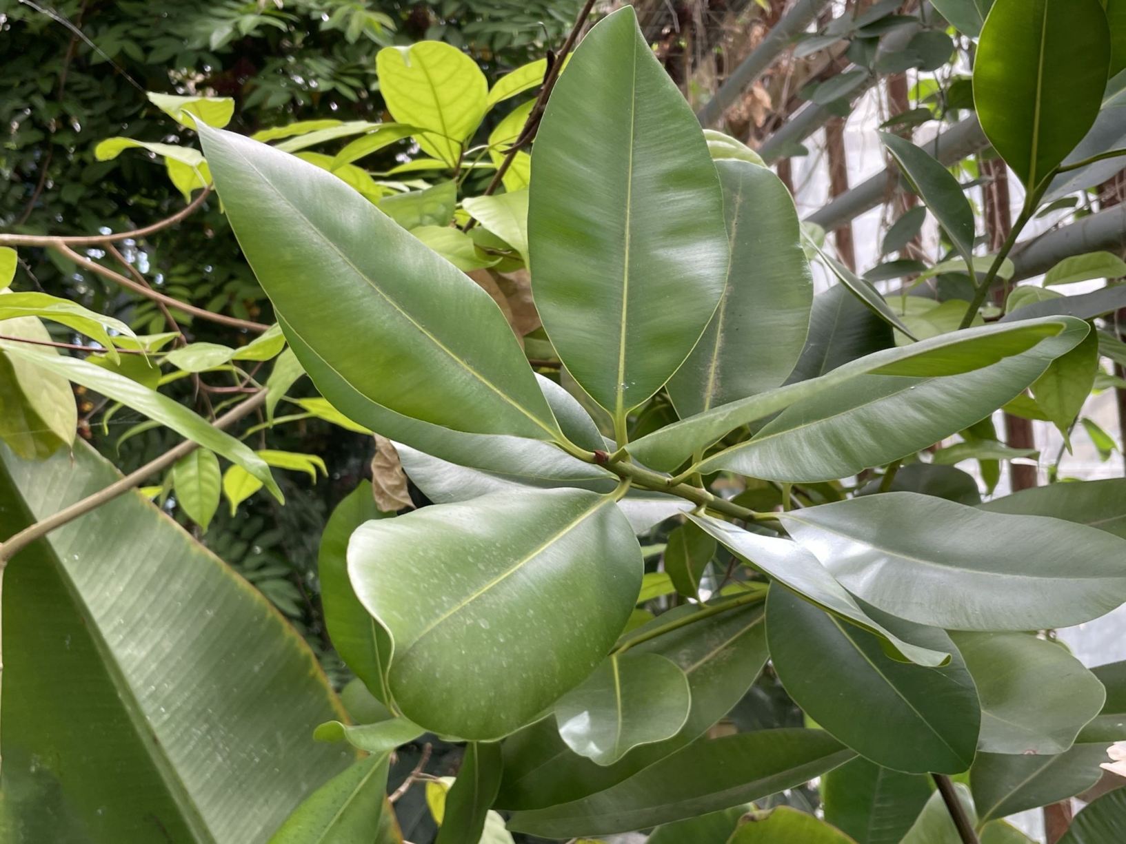 Calophyllum inophyllum