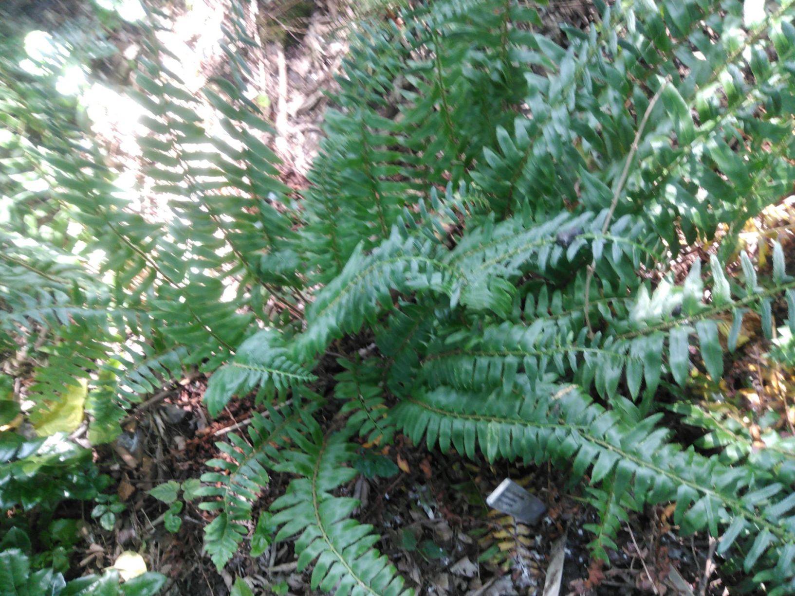 Polystichum acrostichoides