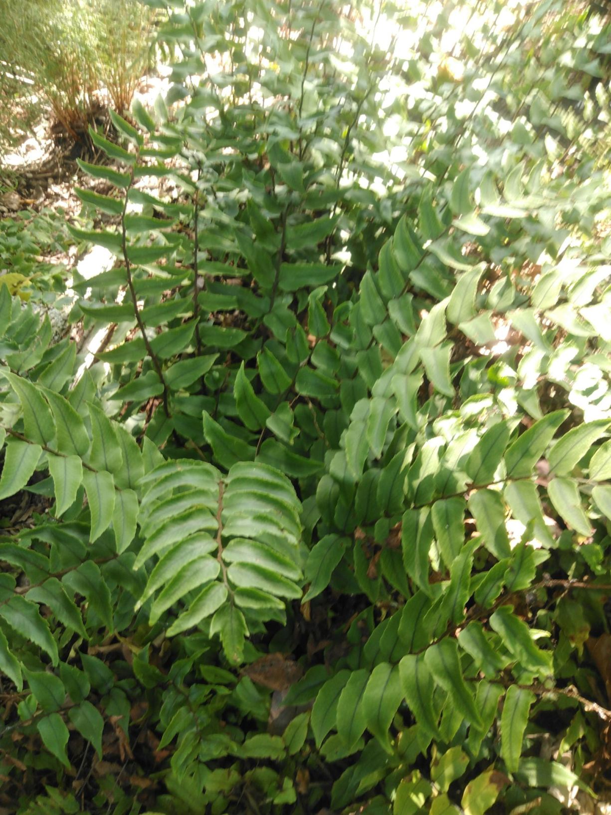 Cyrtomium fortunei var. clivicola