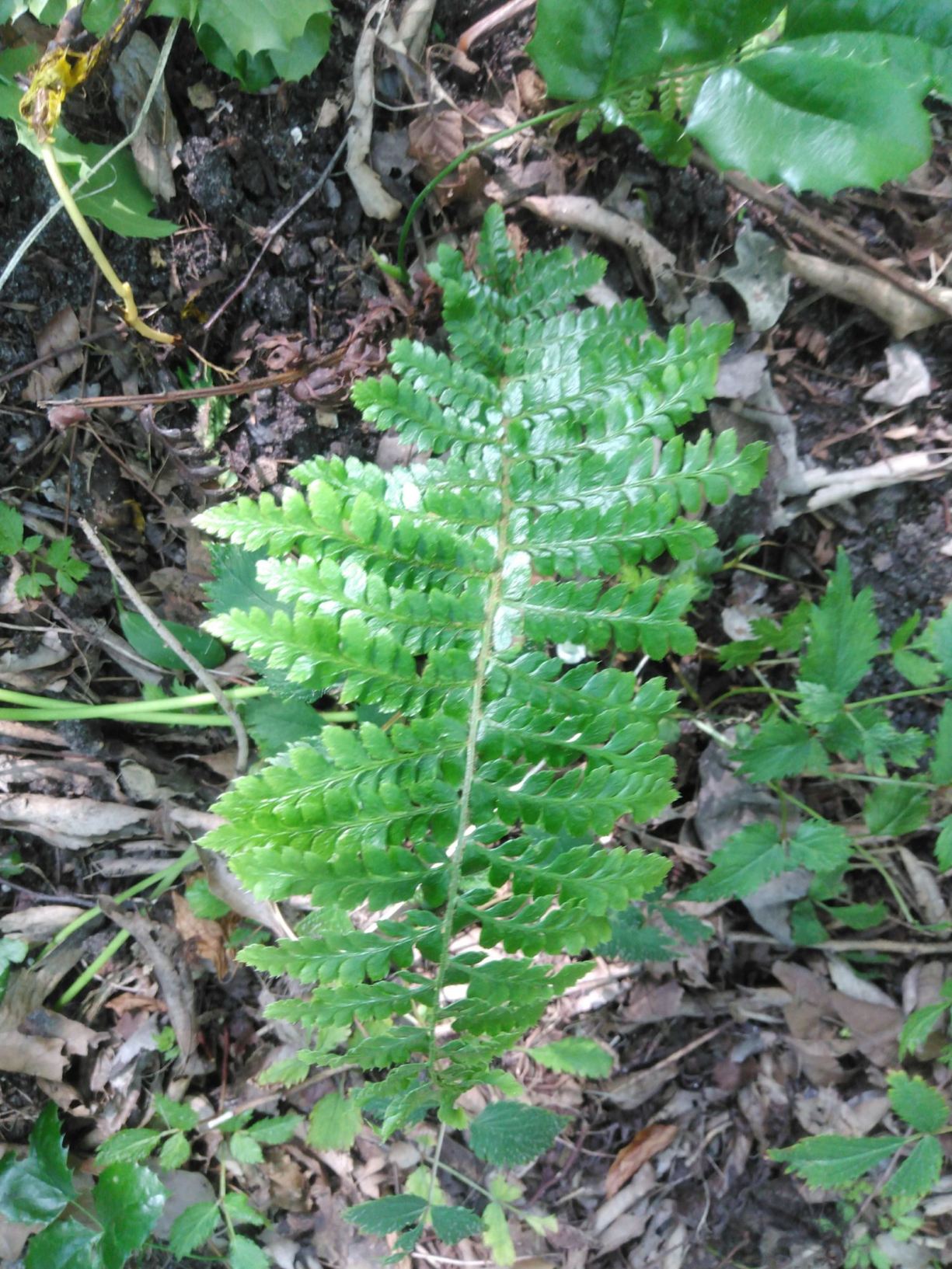 Polystichum vestitum