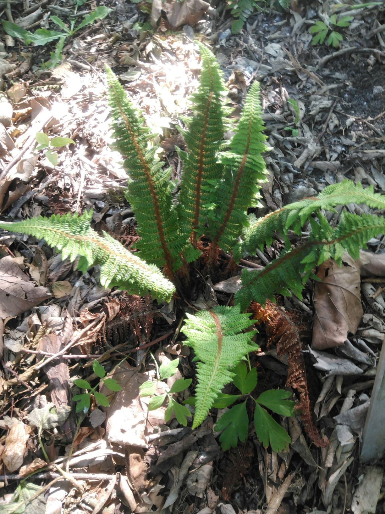 Polystichum setiferum 'Congestum'