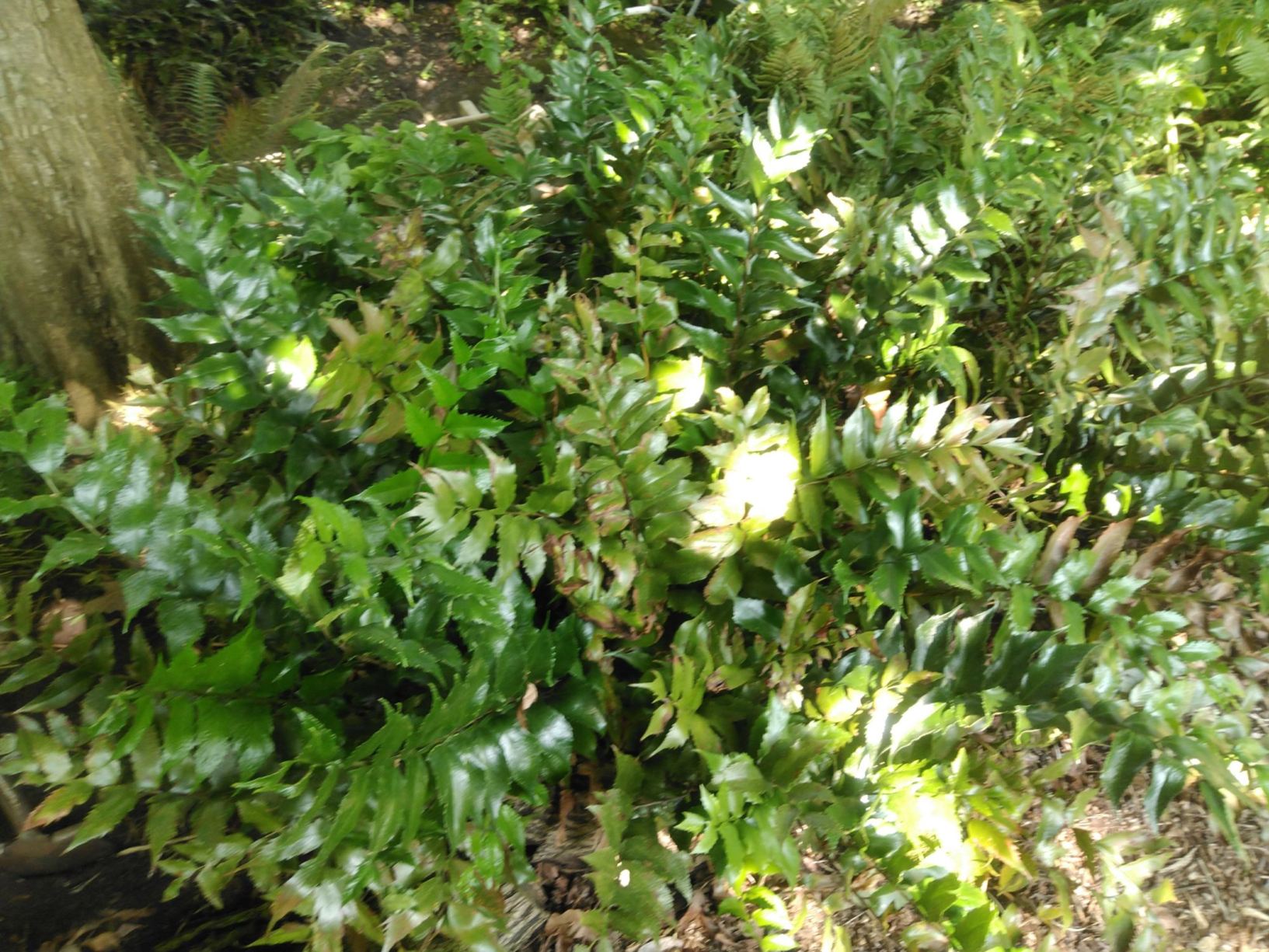 Cyrtomium falcatum