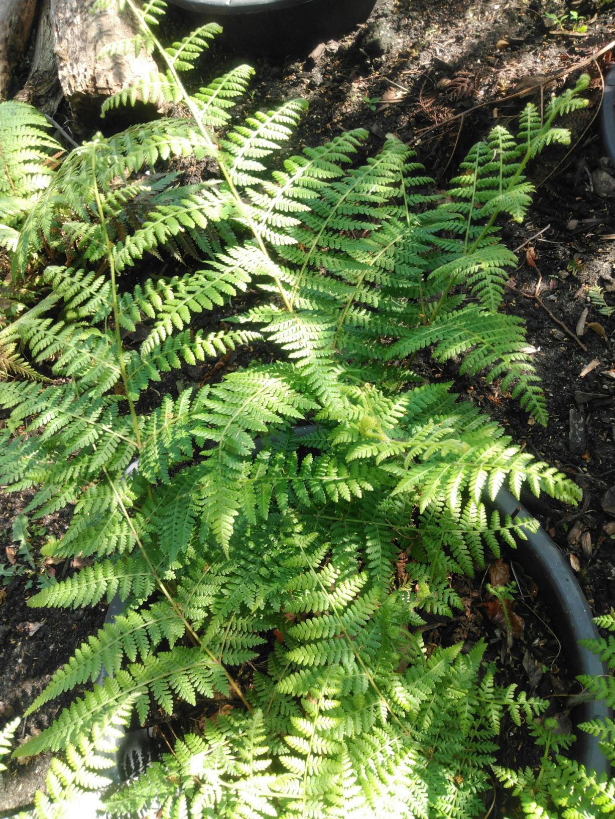 Calochlaena dubia