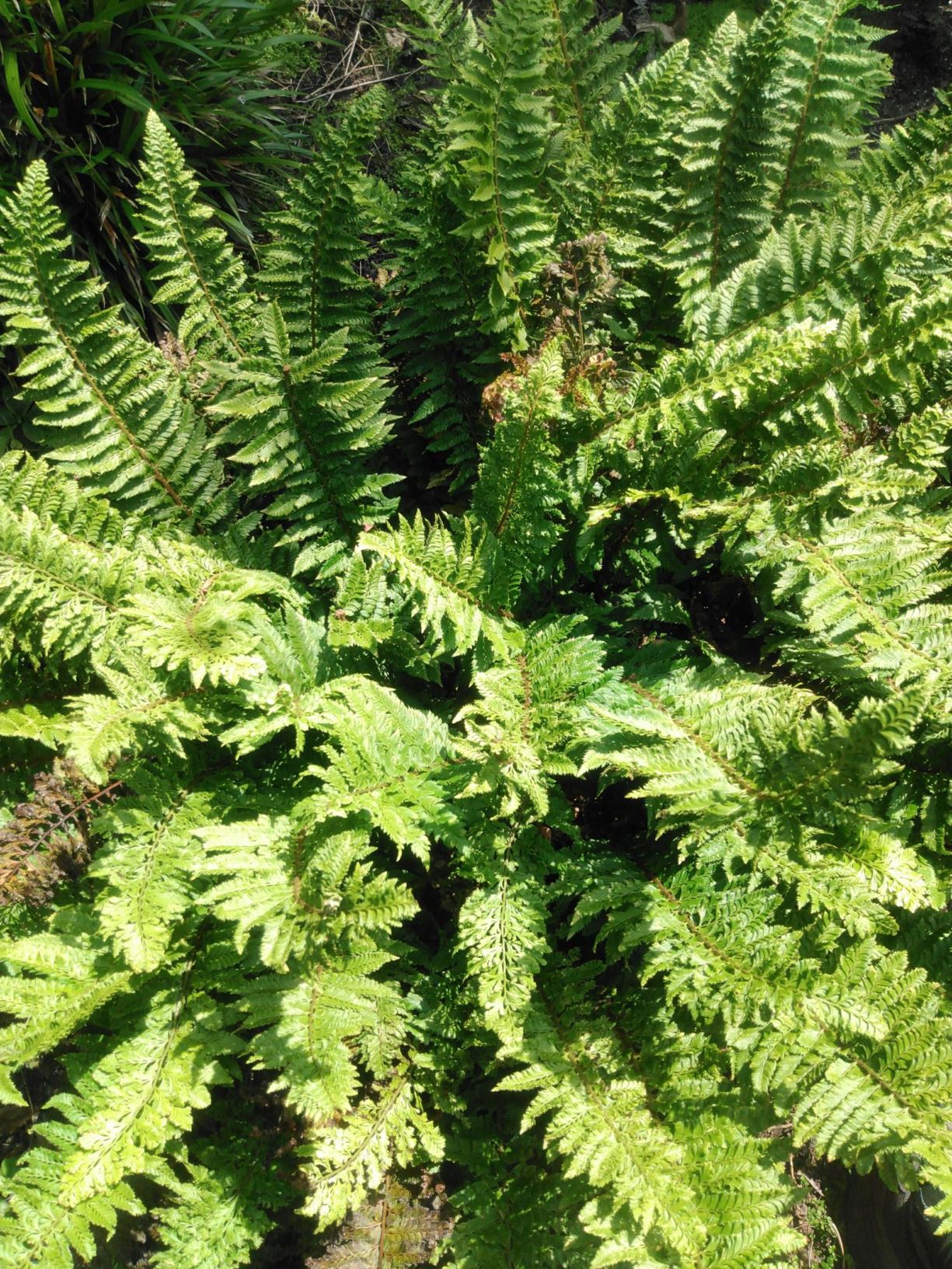 Polystichum aculeatum 'Zillertal'