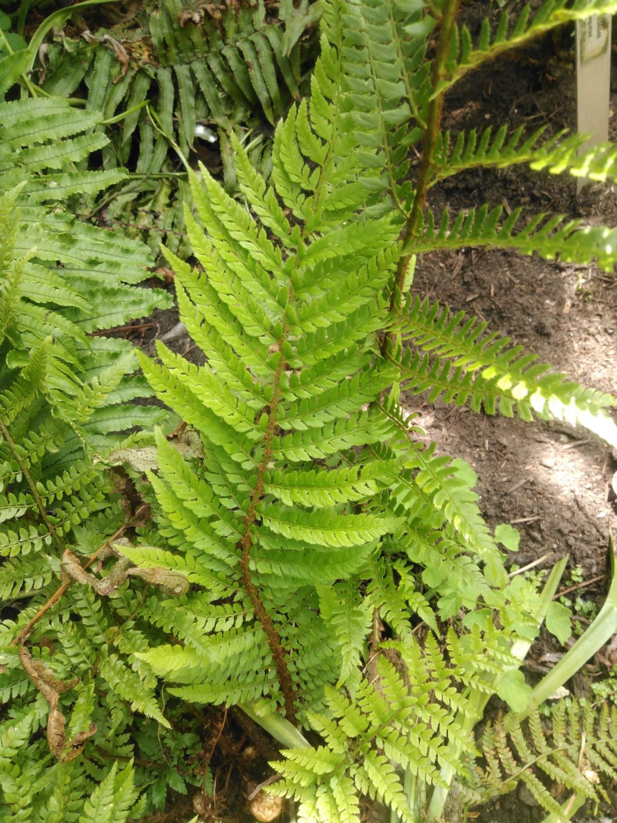 Polystichum setiferum 'Pulcherrimum Bevis'