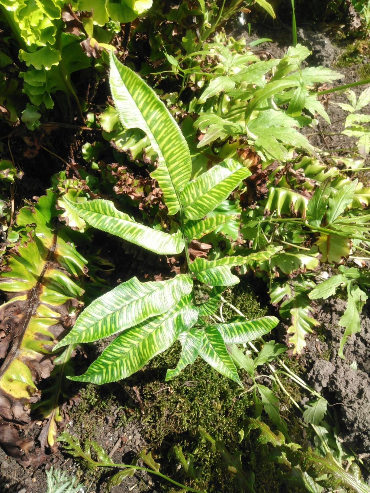 Coniogramme japonica