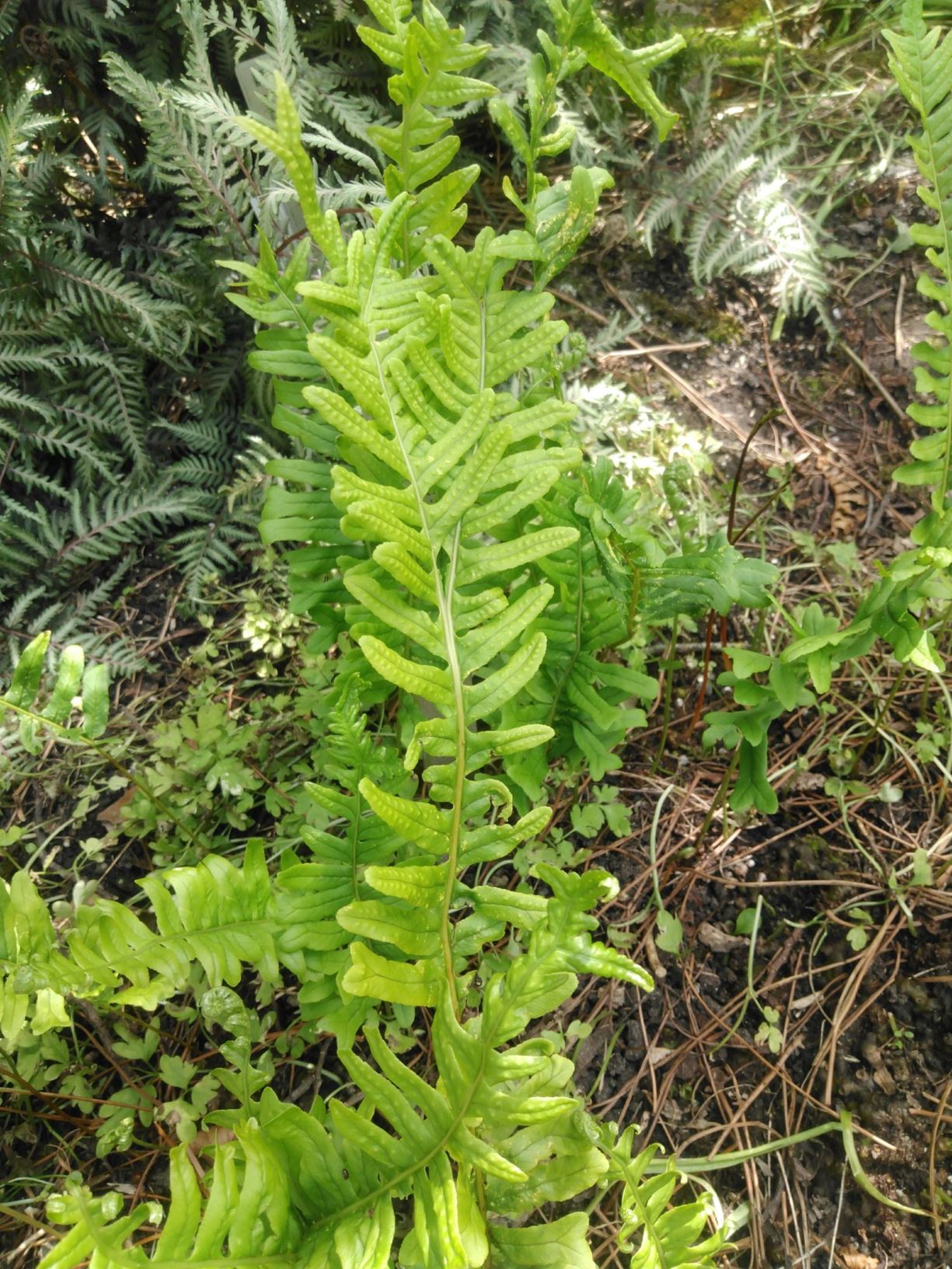Polypodium vulgare 'Bifido-cristatum'