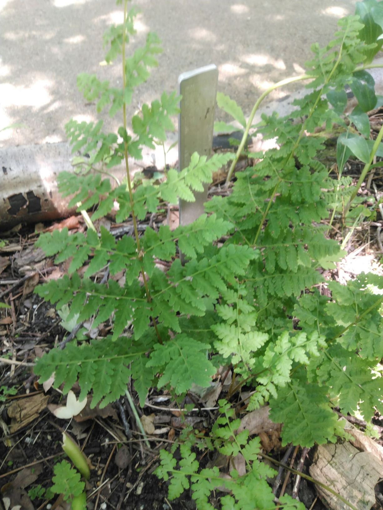 Cystopteris bulbifera
